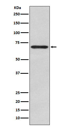 WB - Anti-Glypican 3 Monoclonal Antibody ABO14387